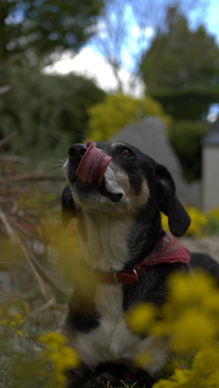 Ich